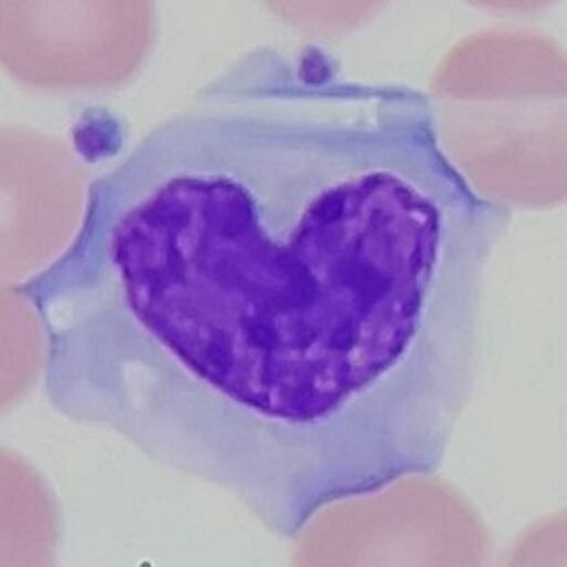 MedLabBuddy