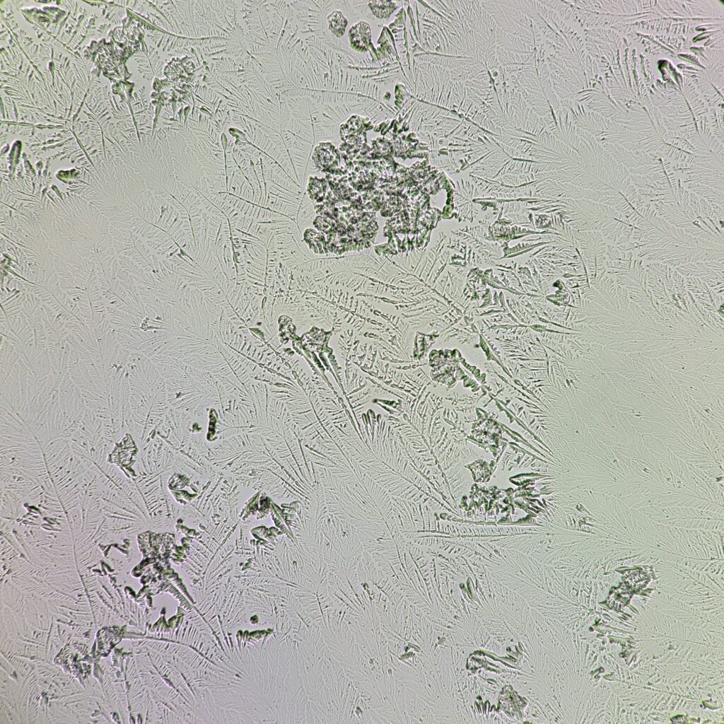 Fern Test