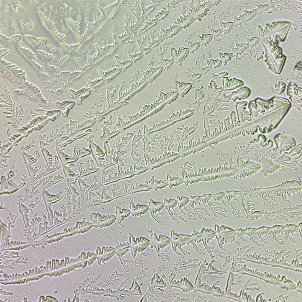 Fern Test
