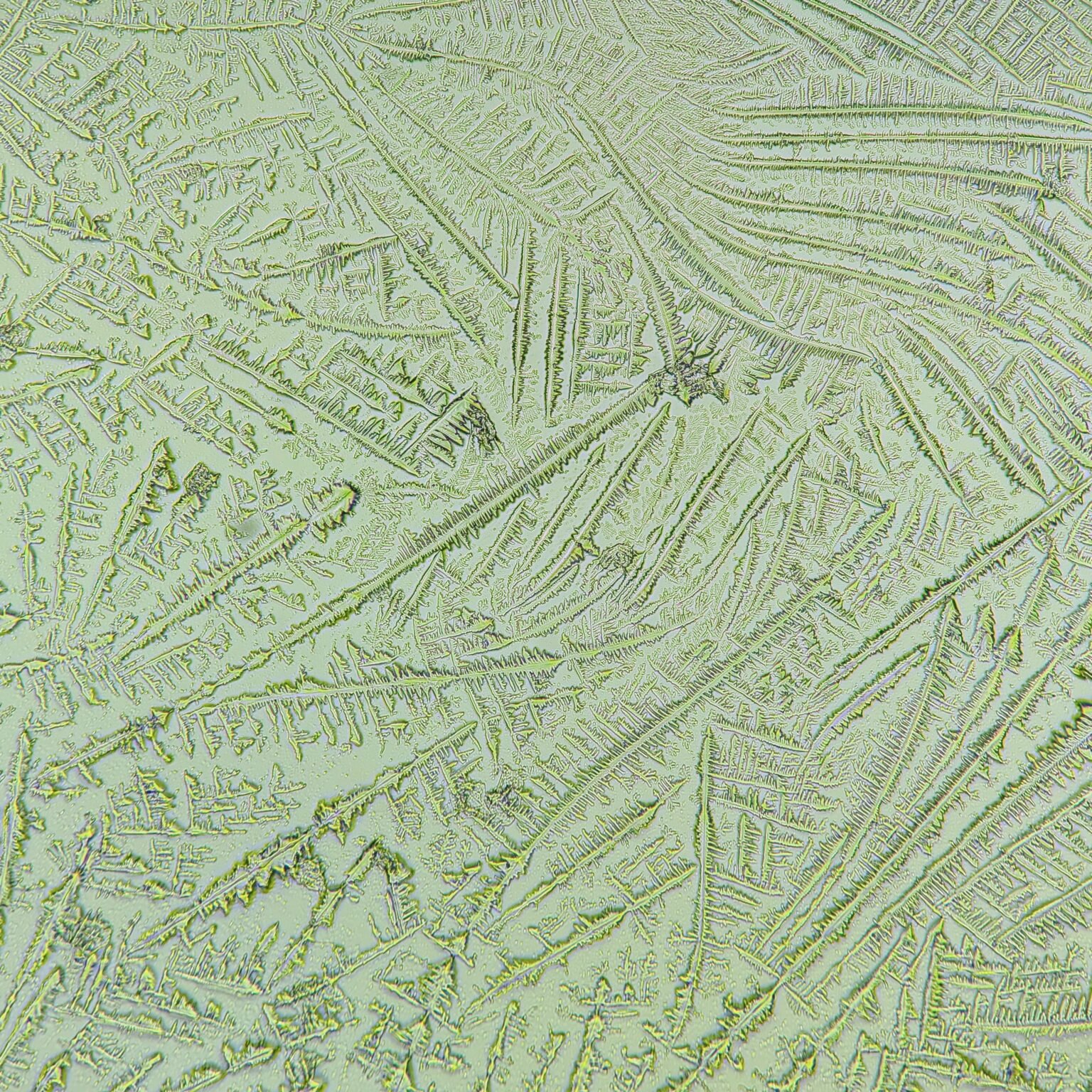 Fern Test Overview: Appearance and Clinical Significance