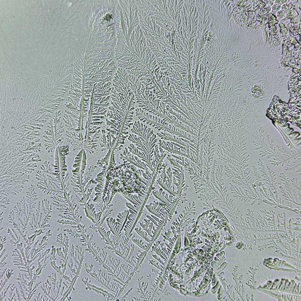 Fern Test