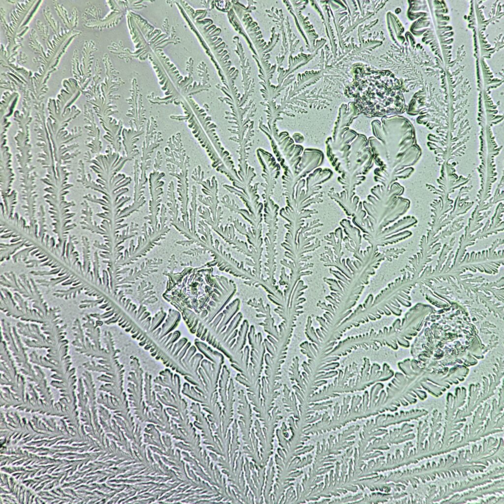 Fern Test