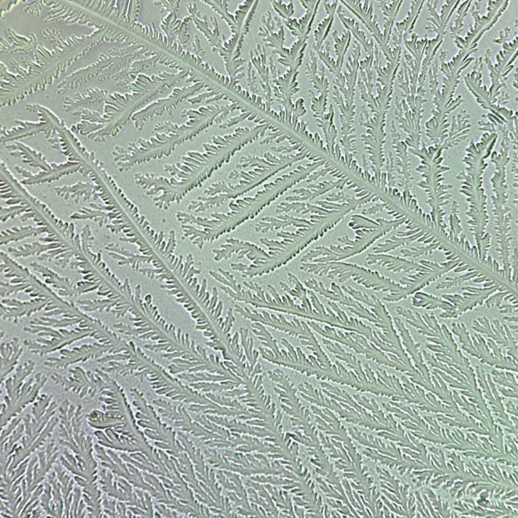 Fern Test