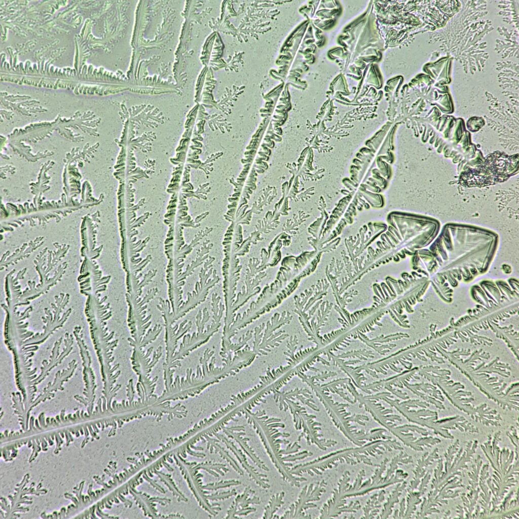 Fern Test