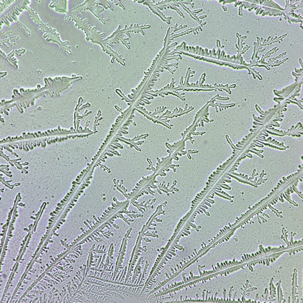Fern Test
