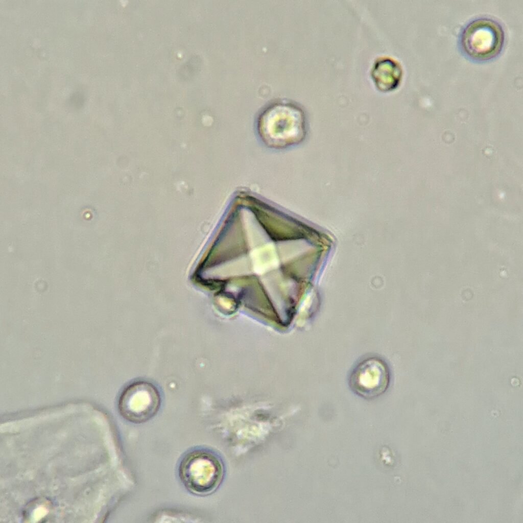 Calcium Oxalate Crystal (Dihydrate)
