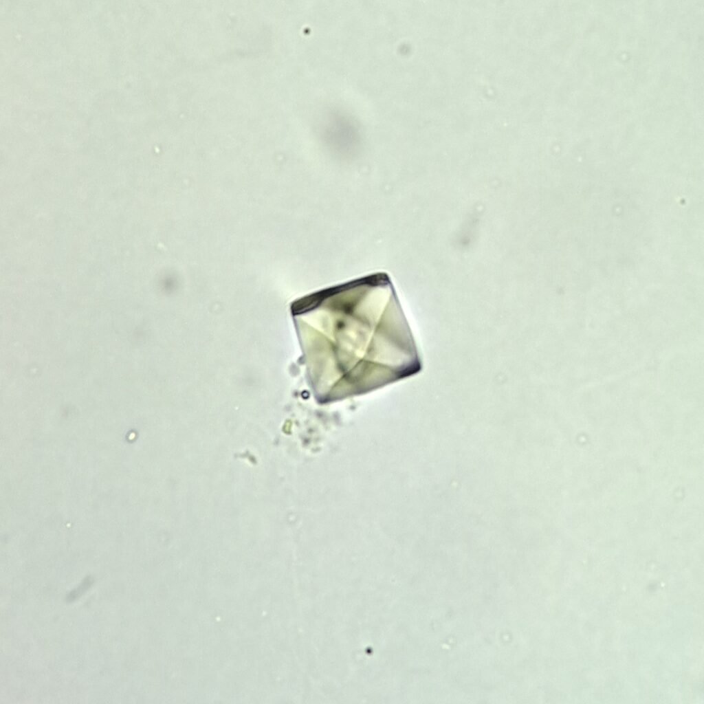 Calcium Oxalate Crystal (Dihydrate)