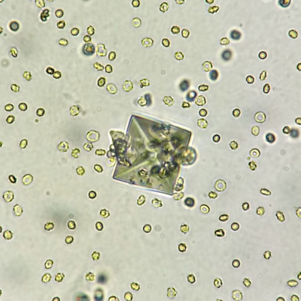 Calcium Oxalate Crystal (Dihydrate)