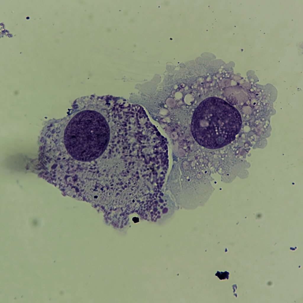 macrophages