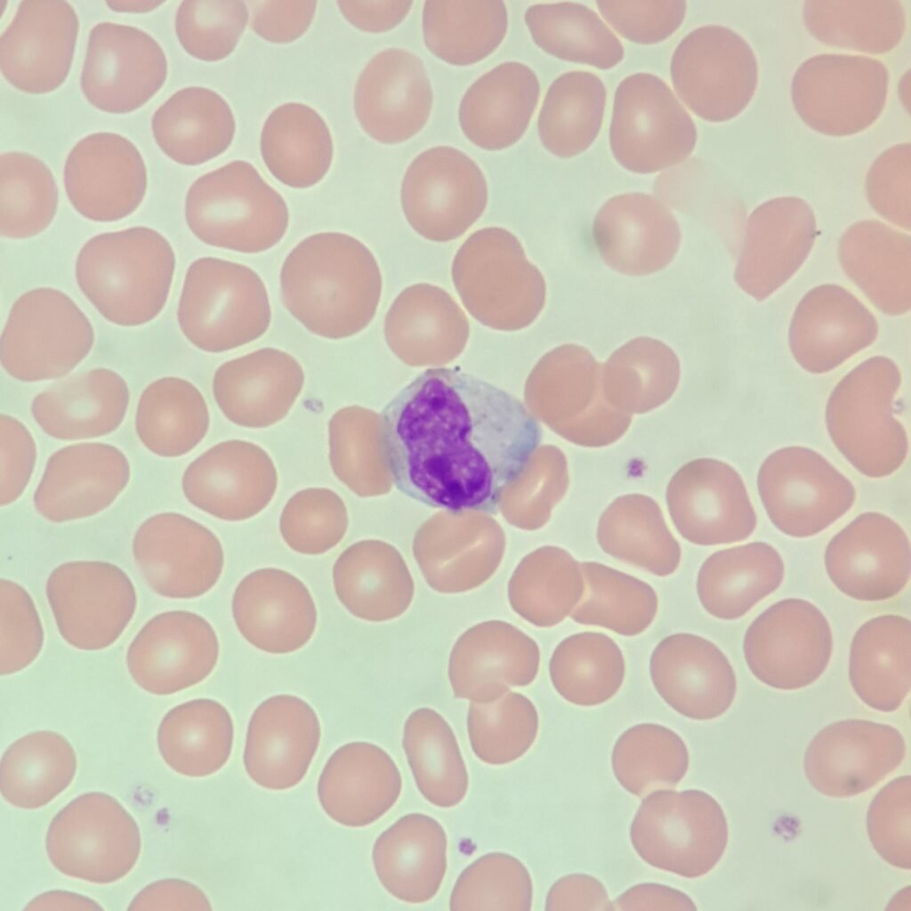 An immature neutrophil: metamyelocyte
