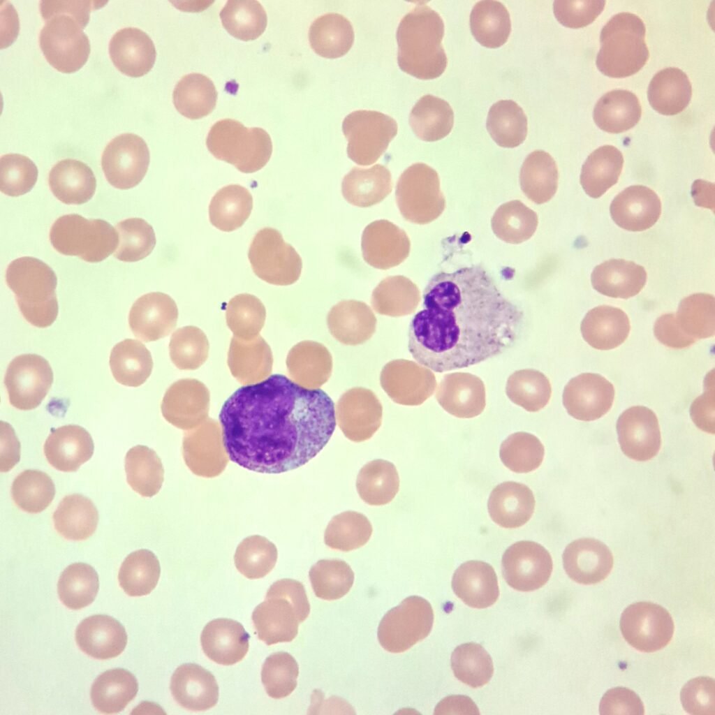An immature neutrophil: metamyelocyte