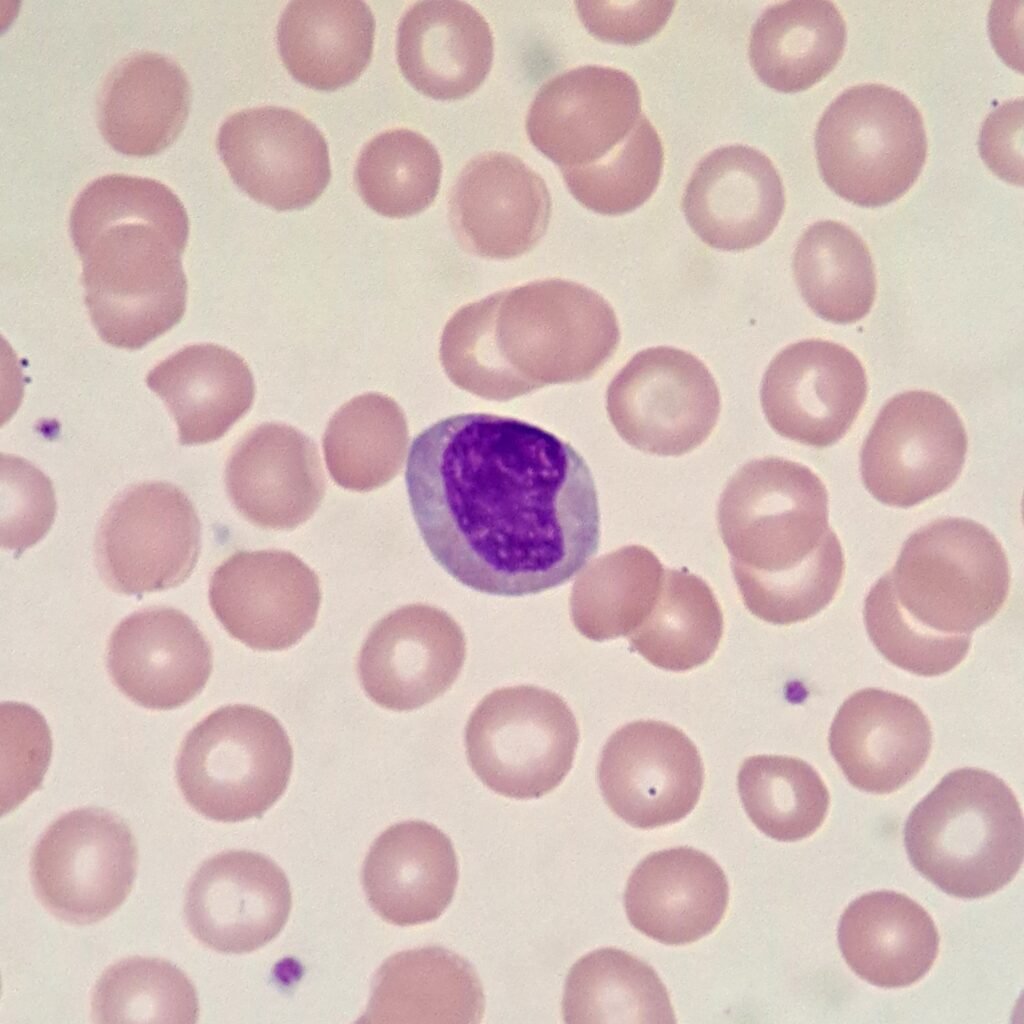 An immature neutrophil: metamyelocyte