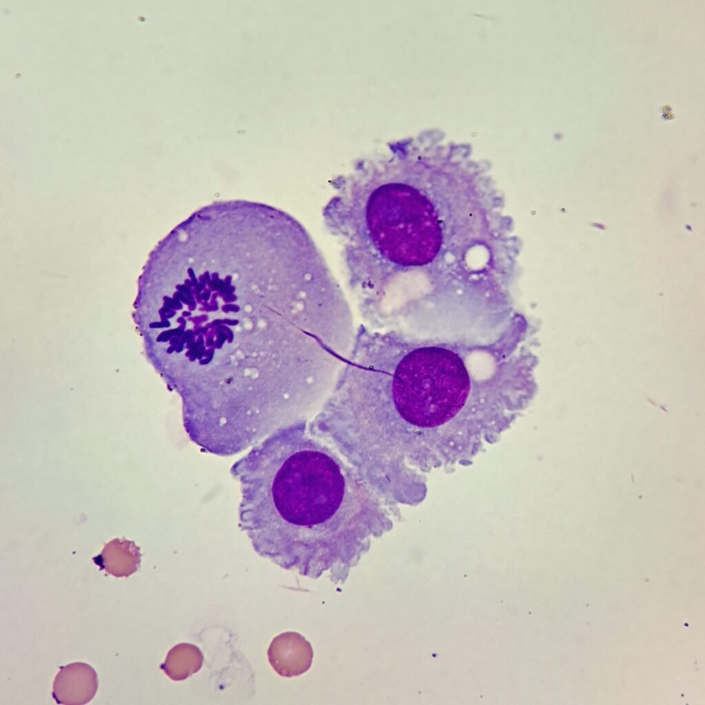 mitotic figure in body fluid