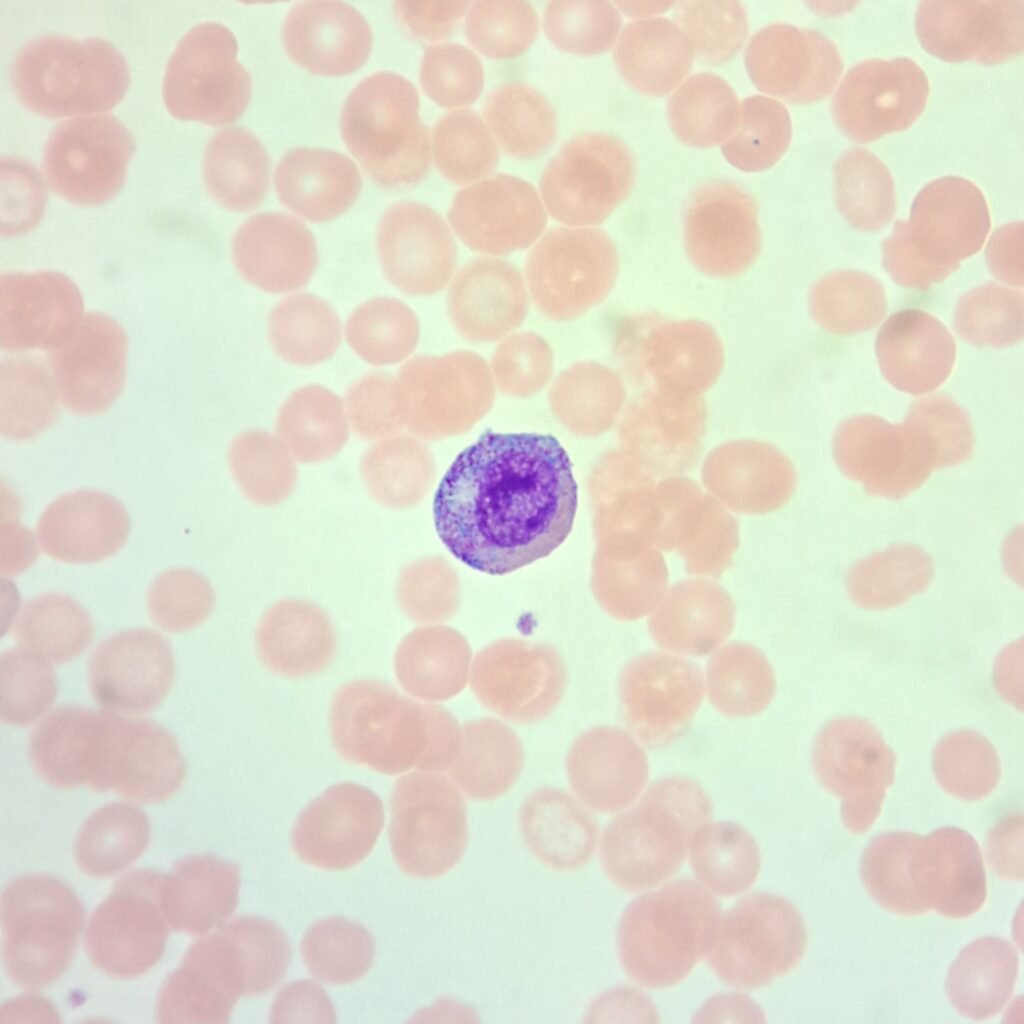 An immature neutrophil: myelocyte