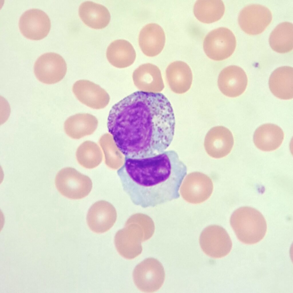 An immature neutrophil: myelocyte
