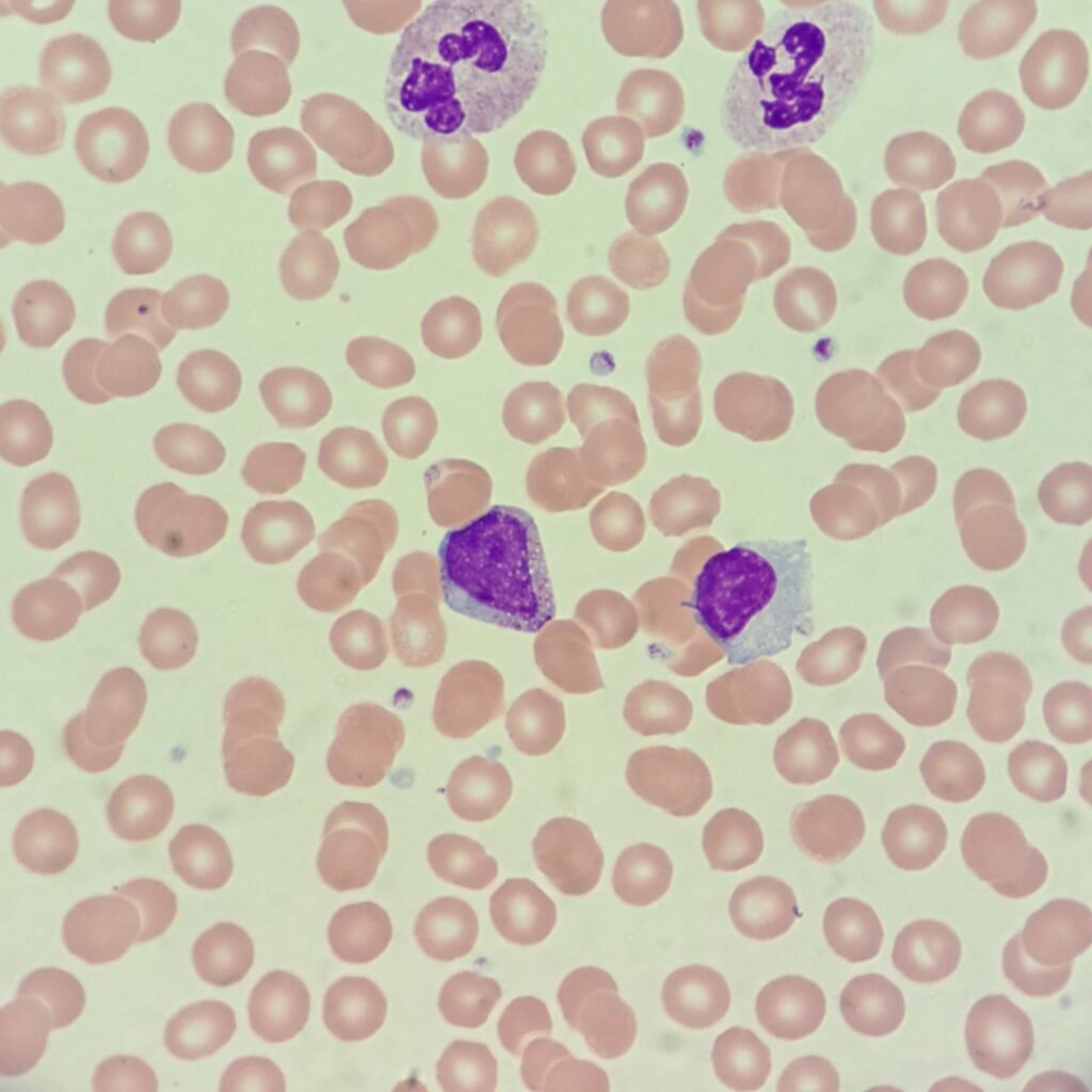 An immature neutrophil: myelocyte