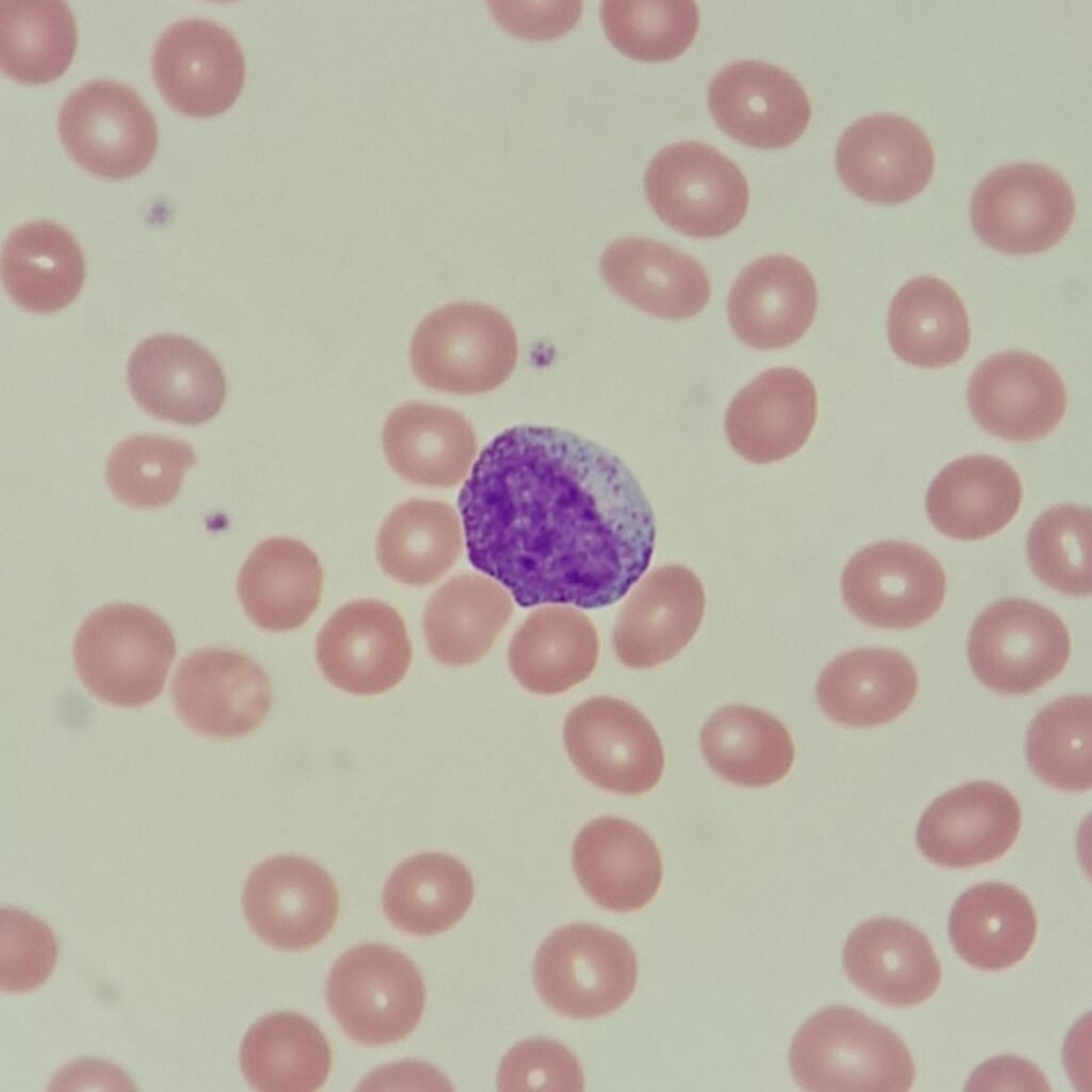 An immature neutrophil: myelocyte