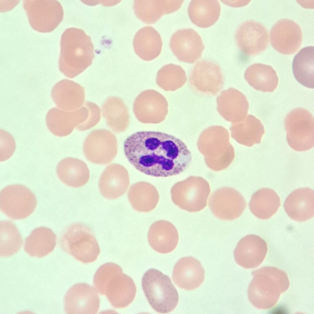 segmented neutrophil