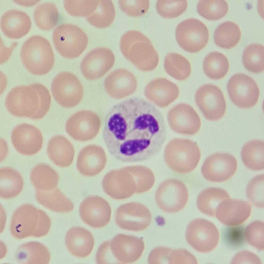 segmented neutrophil
