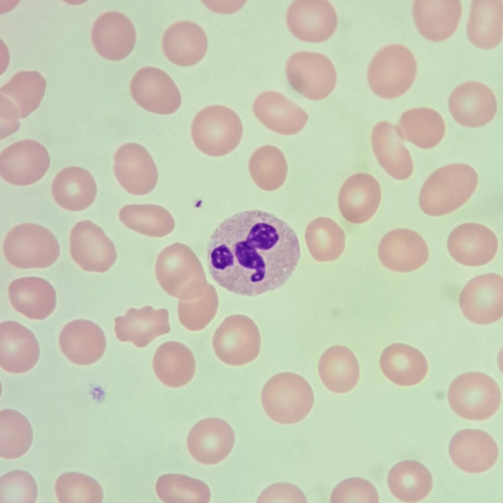 segmented neutrophil