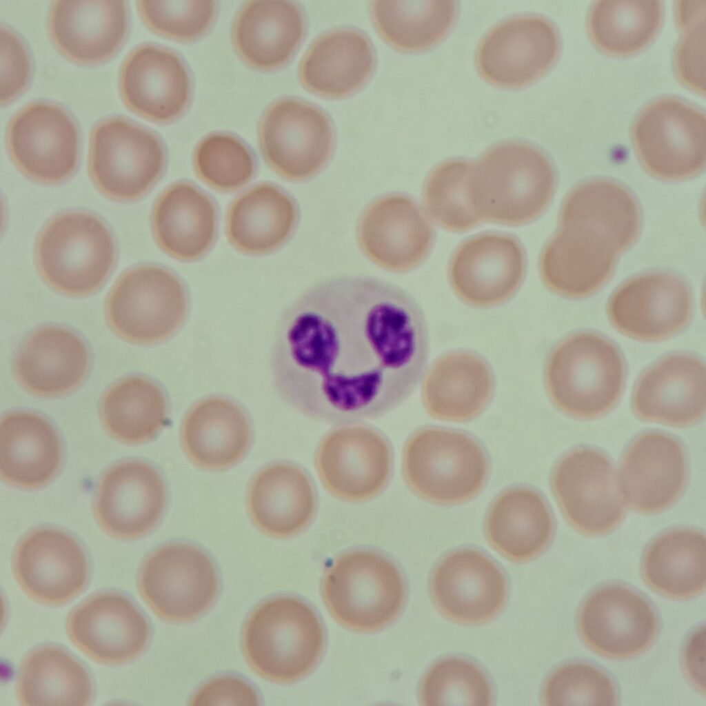 segmented neutrophil
