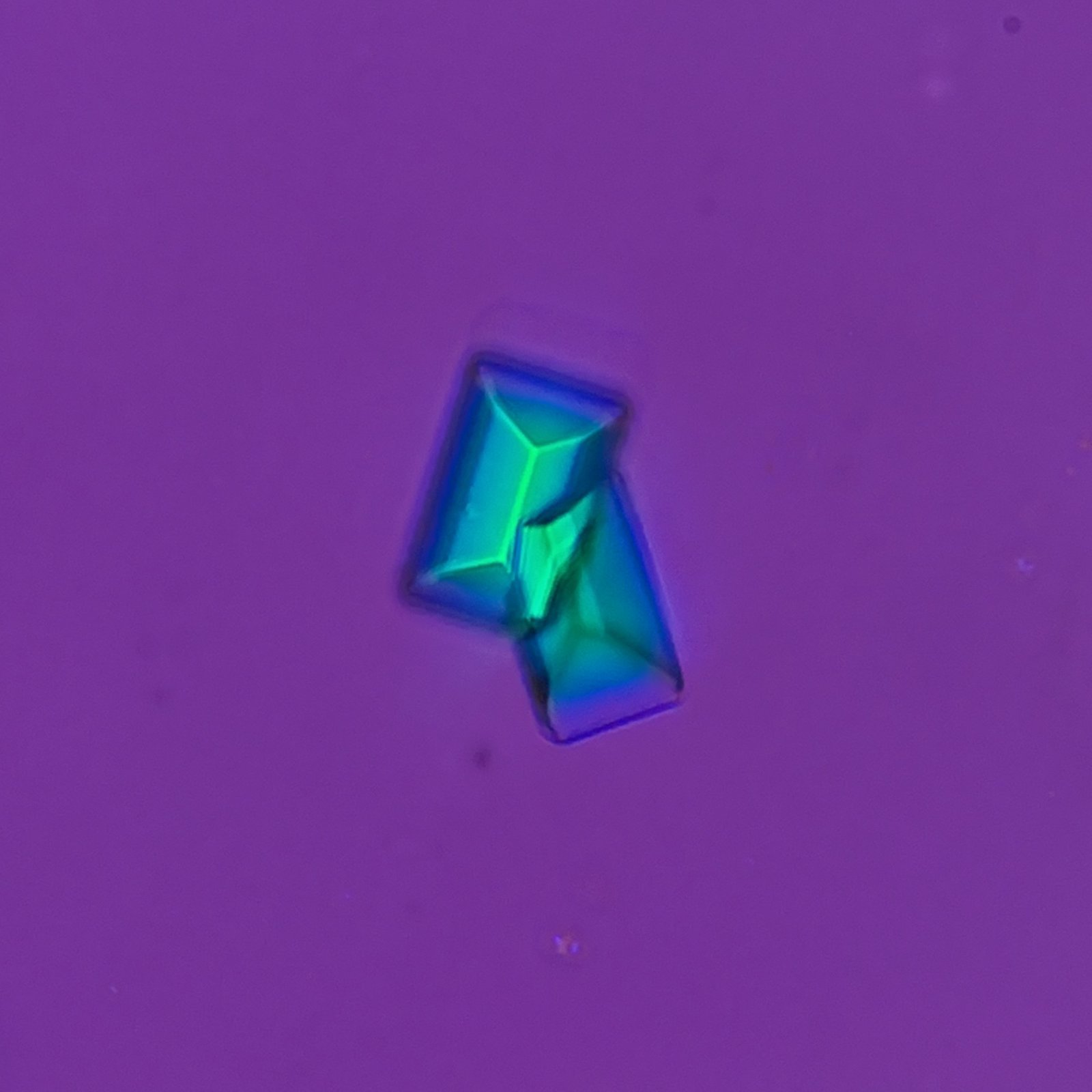 Triple Phosphate crystals in urine sediment, coffin lid, polarized
